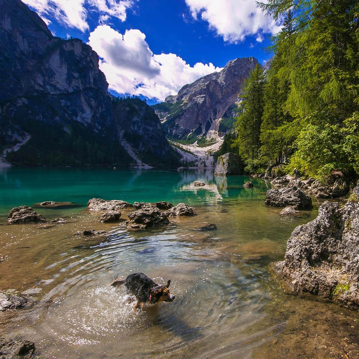 Lake Braies - Vacation with your dog
