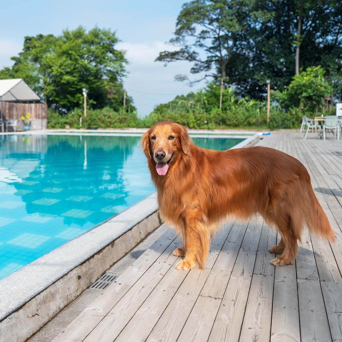 Holidays with dog in a hotel with pool